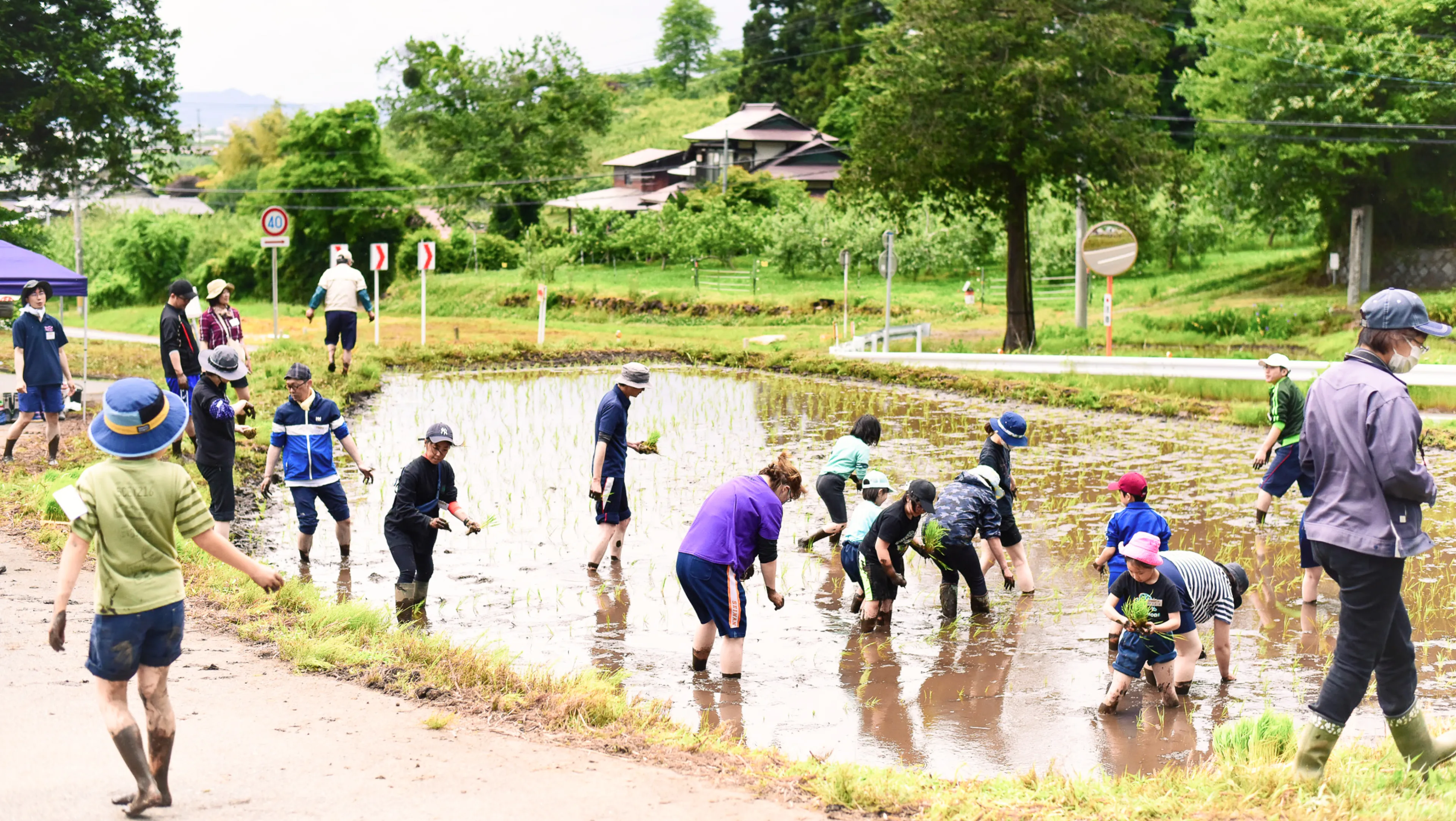 田んぼで泥に足を浸しながら田植えをする人々。子どもから大人まで楽しそうに苗を植えている。