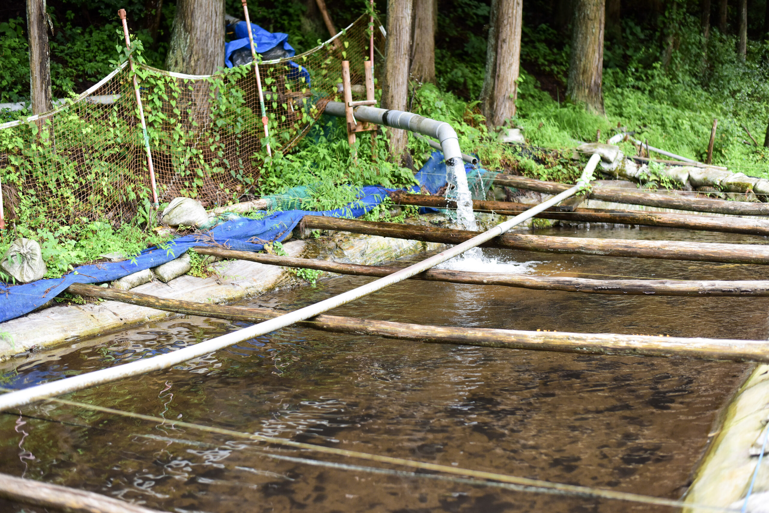 金山の里養魚場