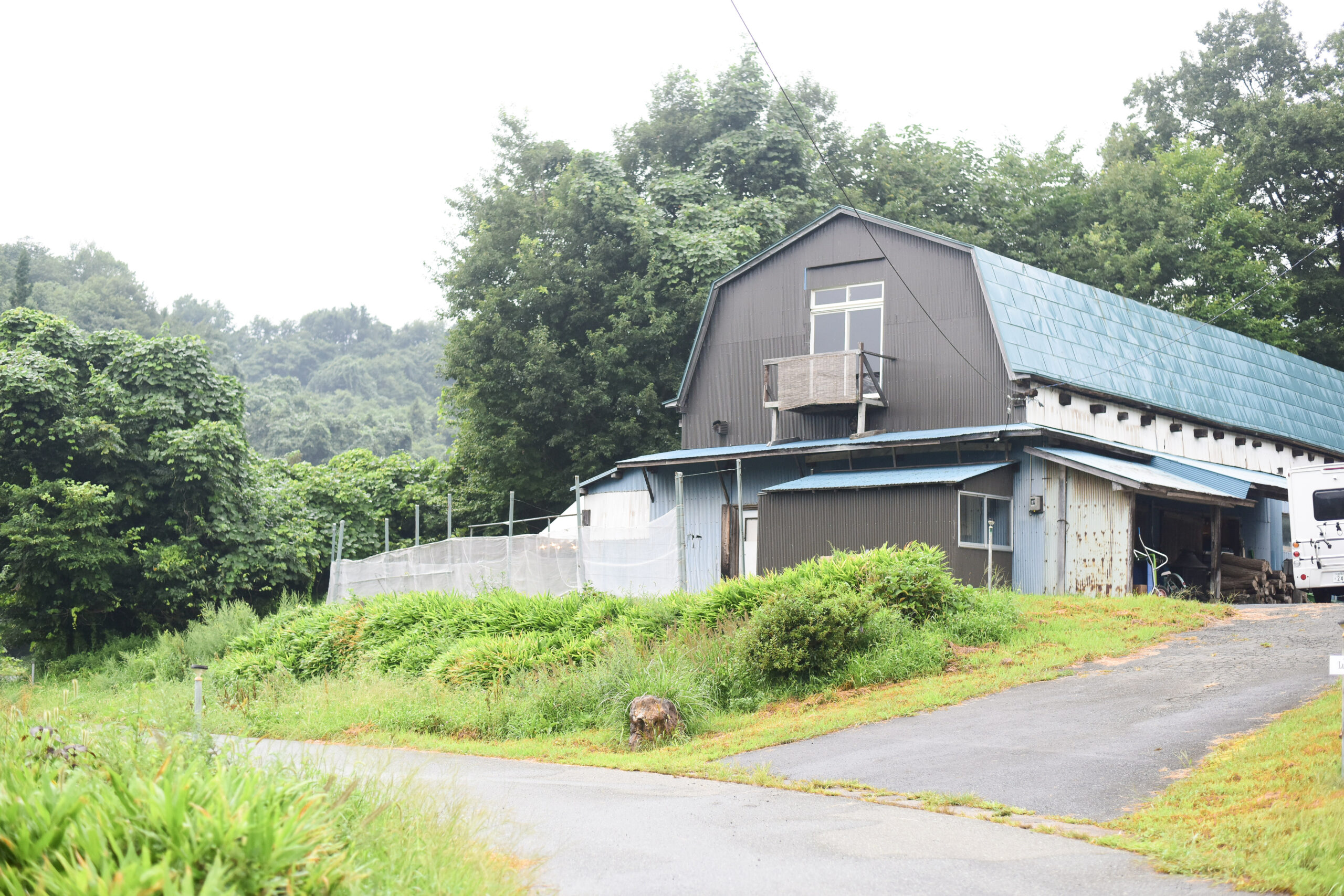 ルキオラ　Luciora