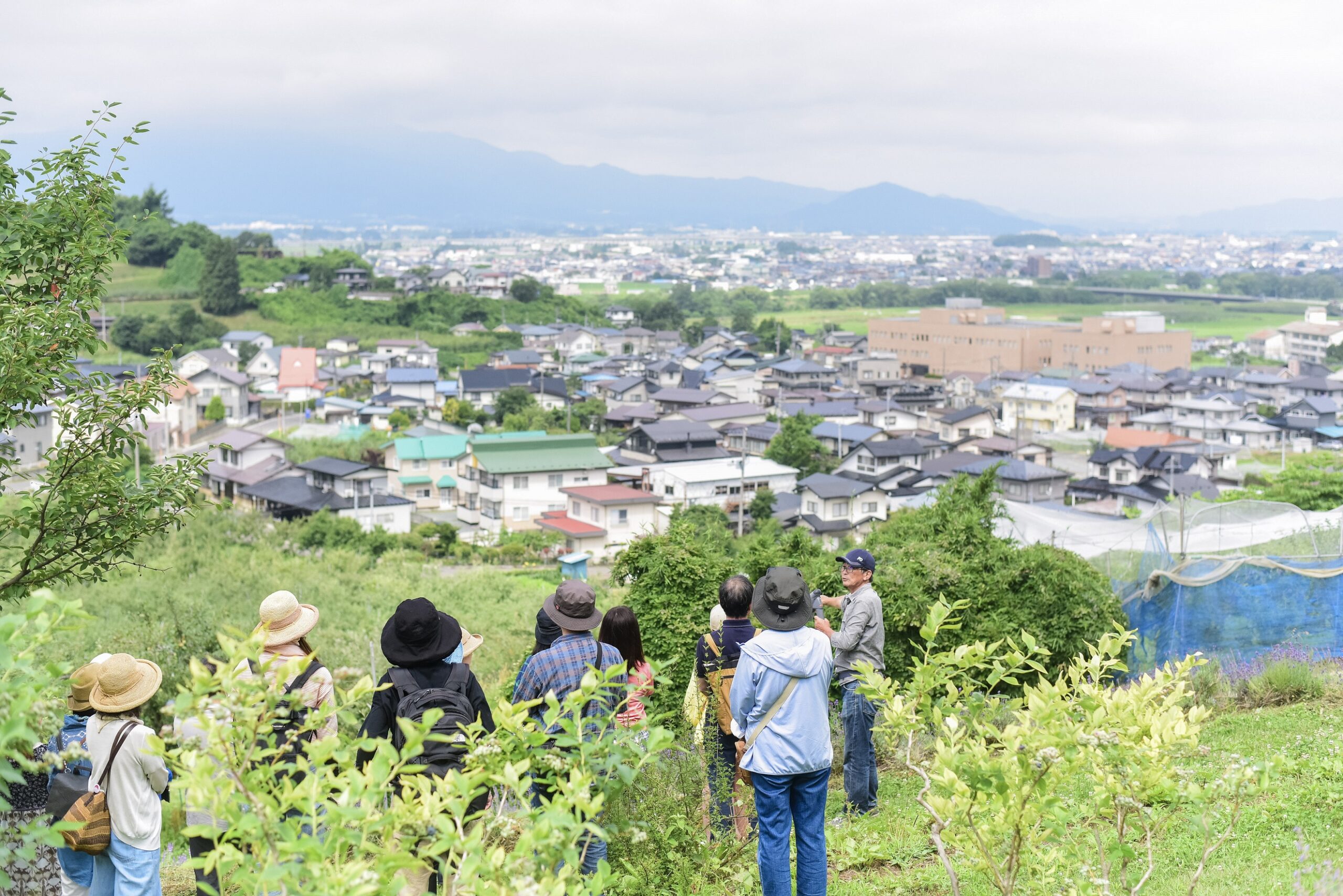 ブルーベリー摘み取り体験