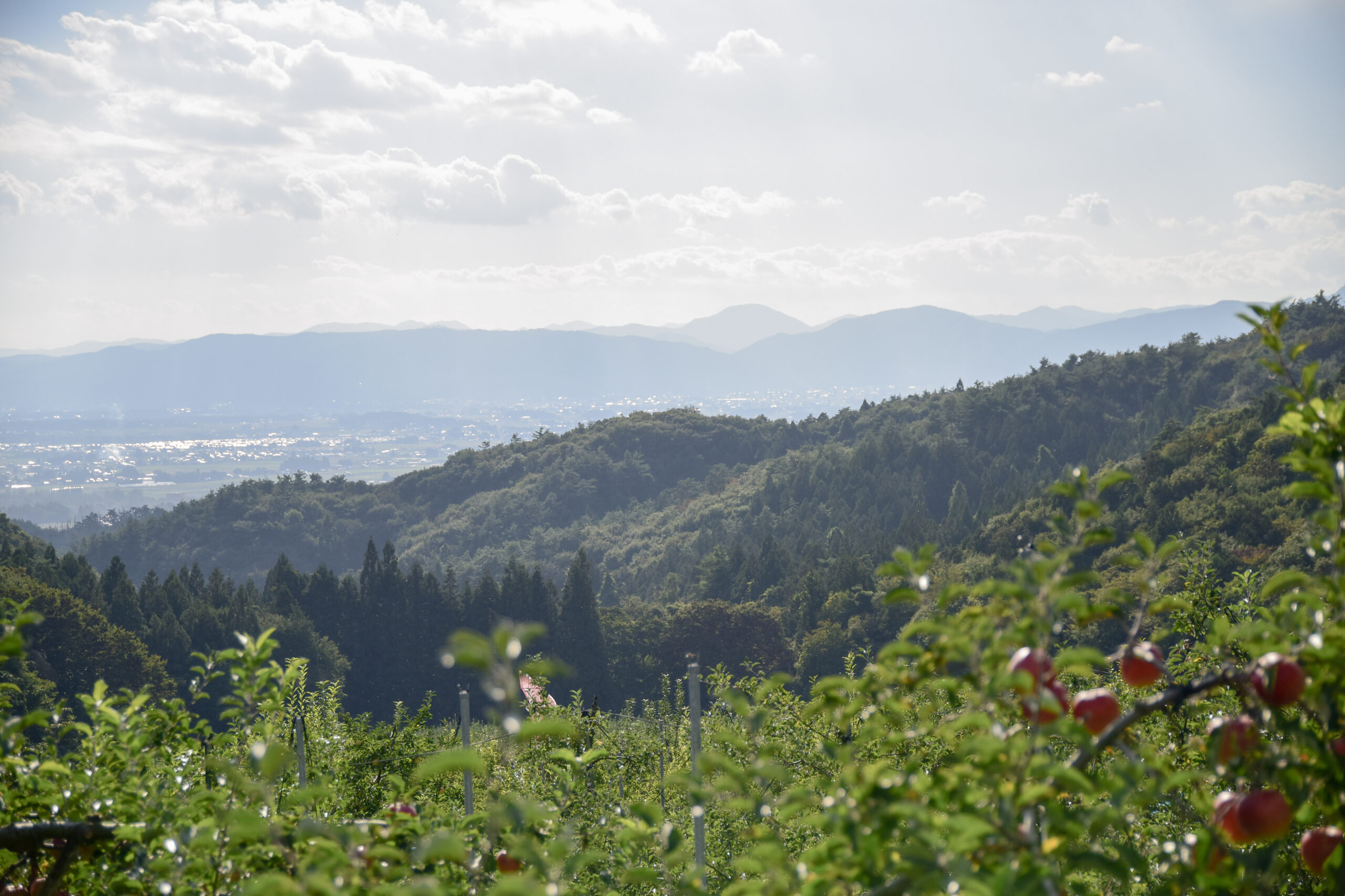 朝島観光りんご園(朝島りんご生産組合）