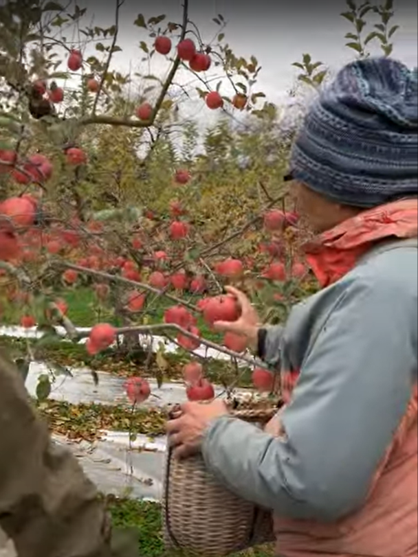 りんご畑でお手伝い【収穫編】